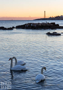 Swans at Dawn - Marblehead Harbor