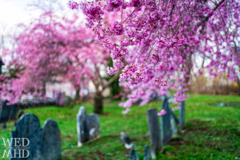 Peak Blossoms at Harris Street Cemetery