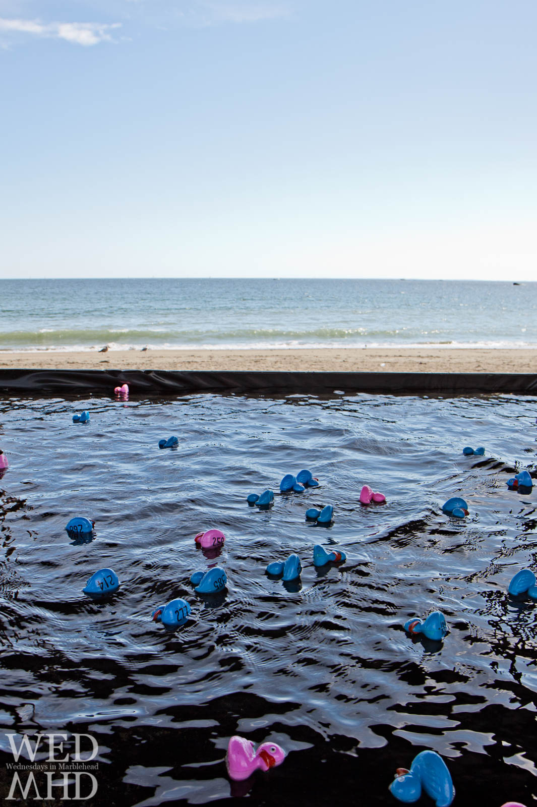 The Great Rubber Duck Race