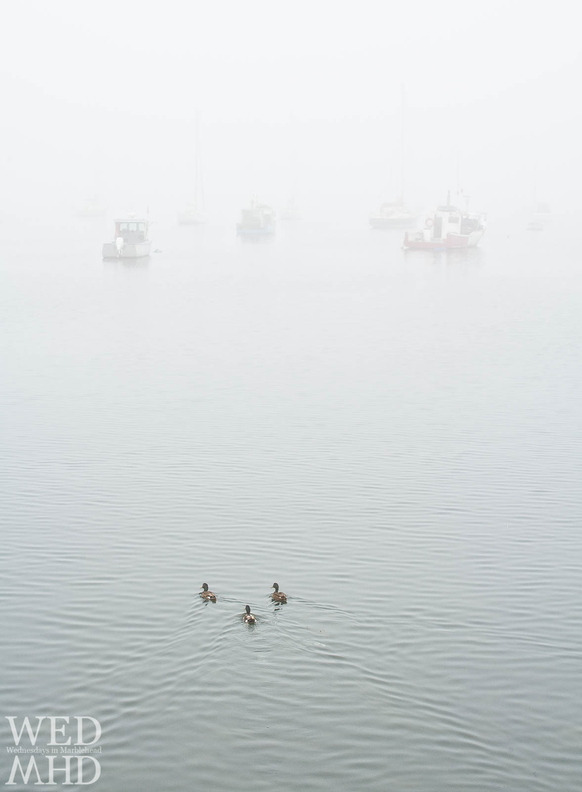 Out for a swim in a foggy harbor