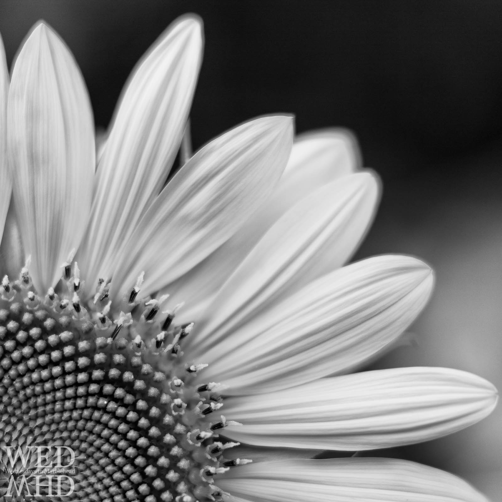 Sunflowers in Black and White