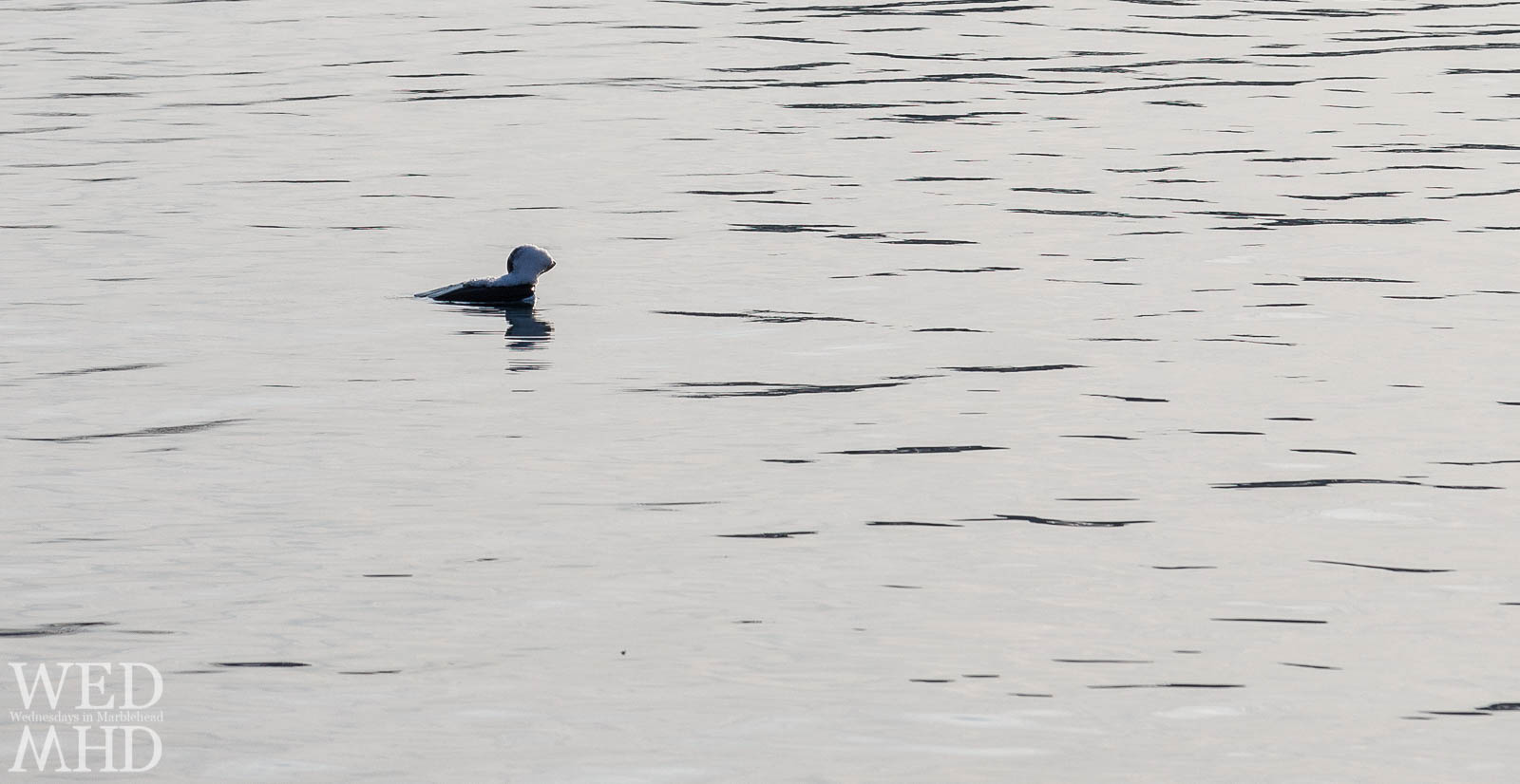 A Puffin? In Marblehead?!