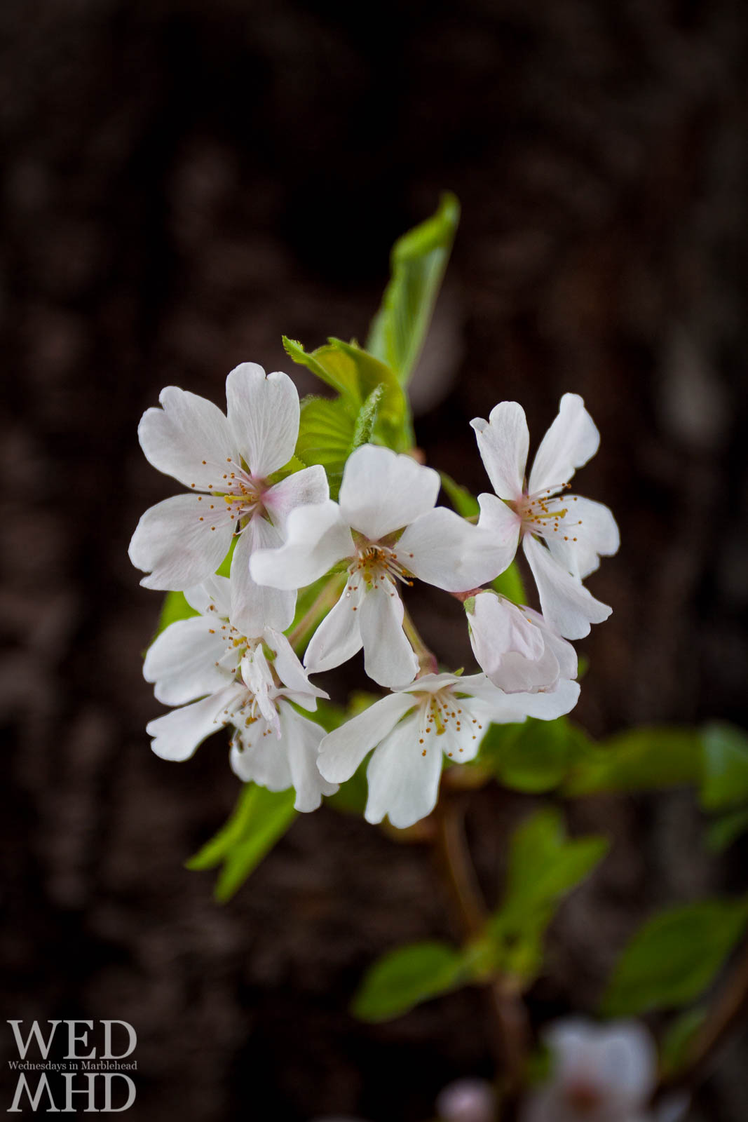 Cherry Blossoms Reach Peak Bloom on Washington Street