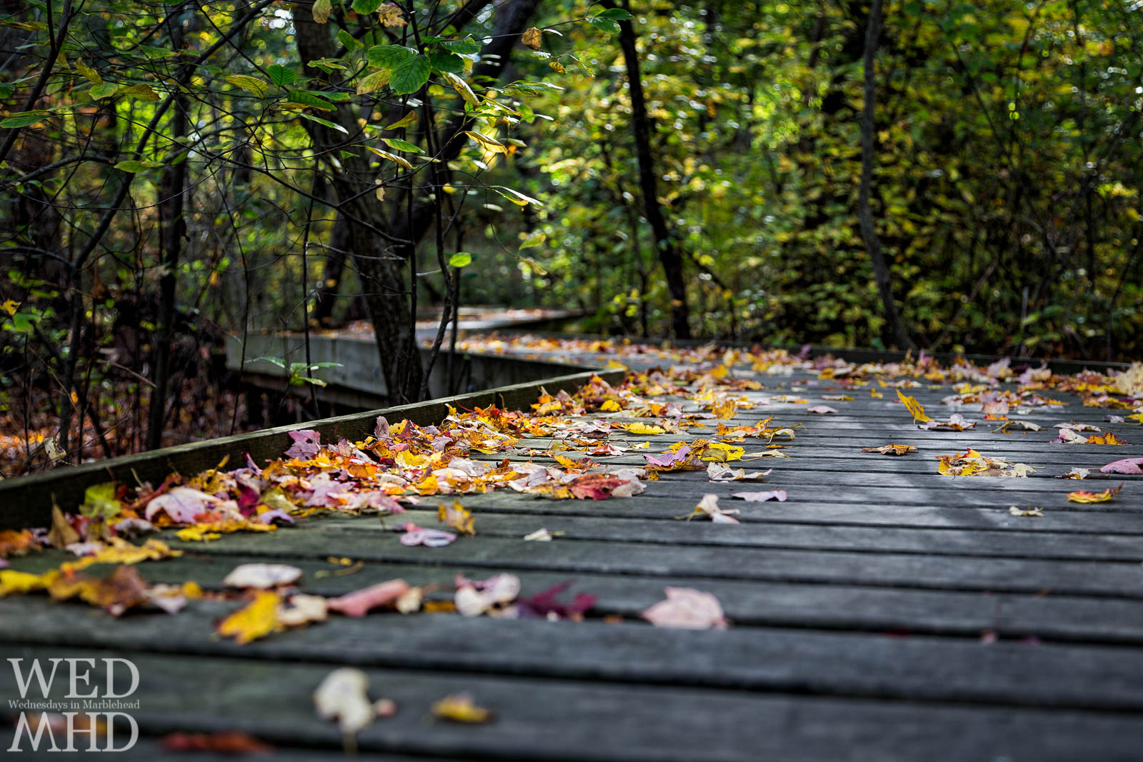 Fallen Leaves on the Path to Ware Pond
