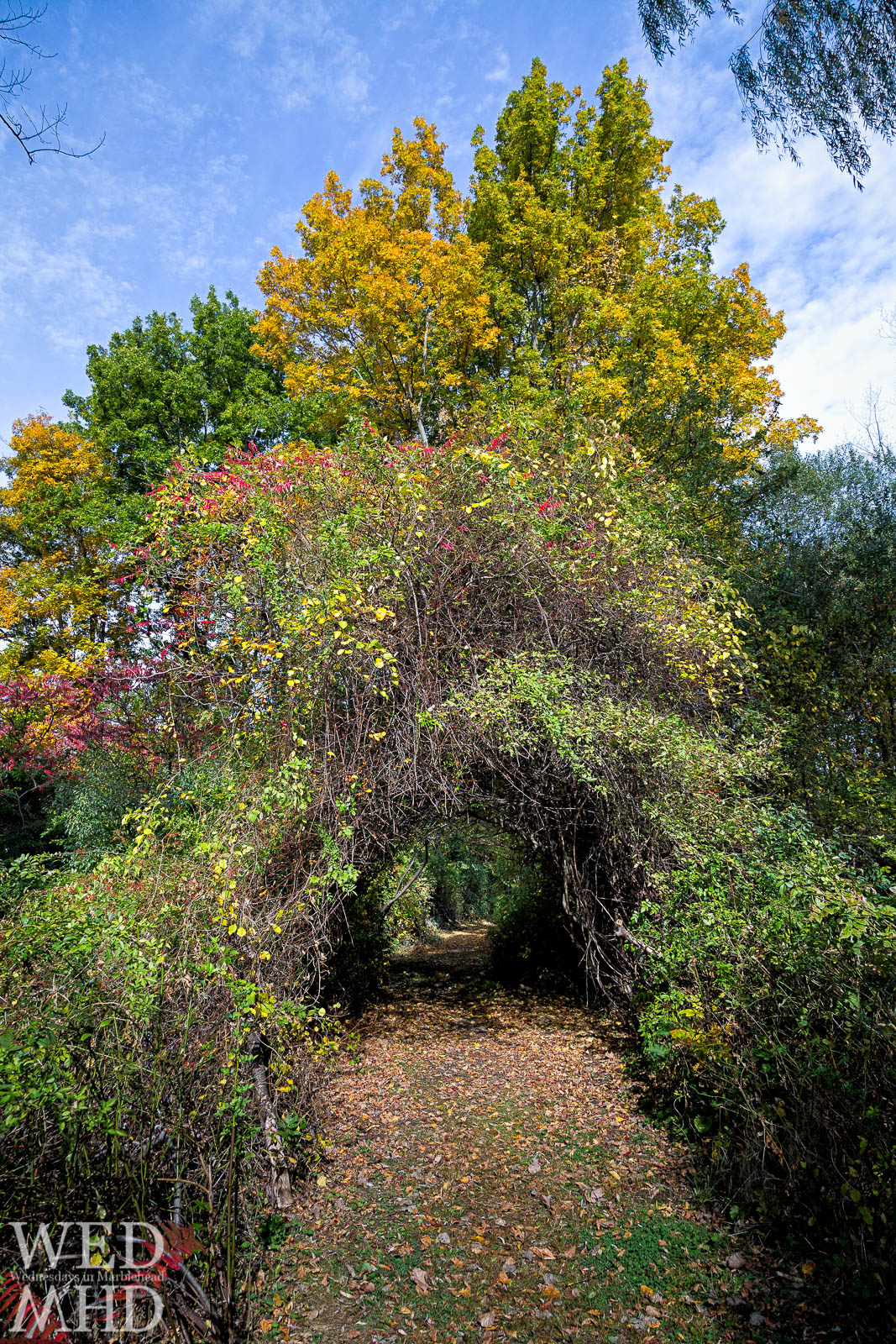 Through the Woods and Under the Trees