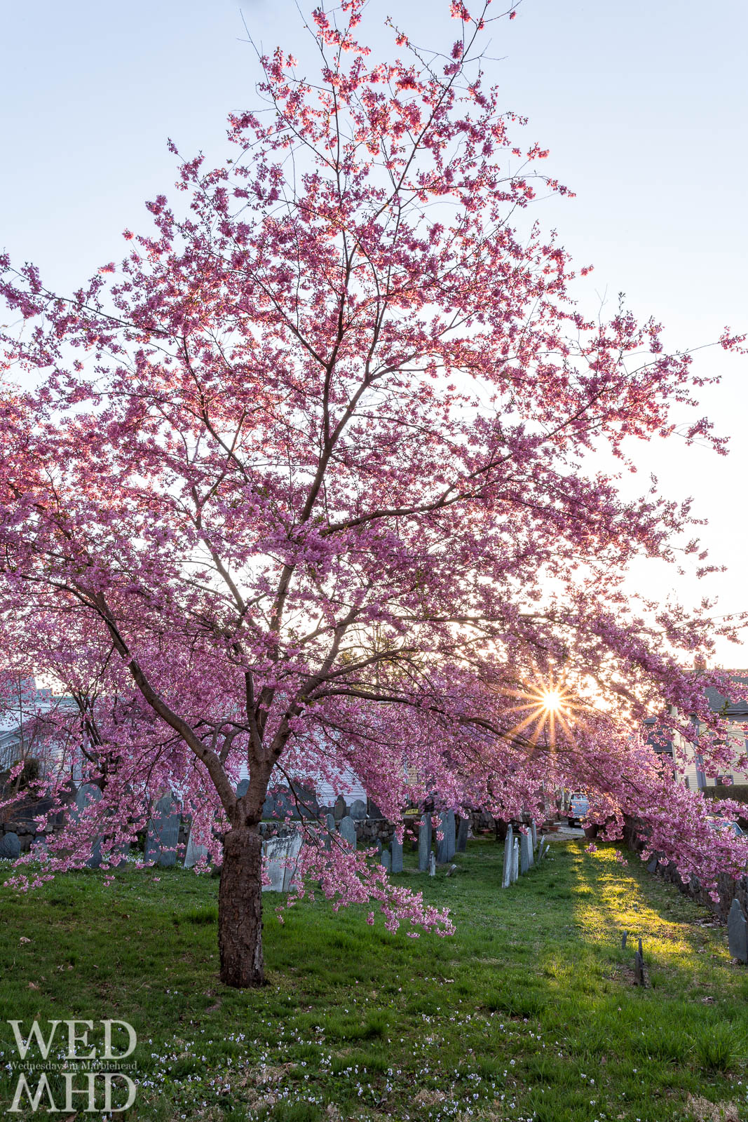 Another personal (not crowd) favorite.  I’m a sucker for cherry blossoms as they are forever intertwined with Spring for me having spent several years in Washington, D.C.  This year, I discovered the incredible cherry blossoms at Harris Street cemetery and found them at absolute peak and perfect bloom (rare conditions indeed).  This was taken on one of my four visits in two days to capture sunrise and sunset with these perfect trees.