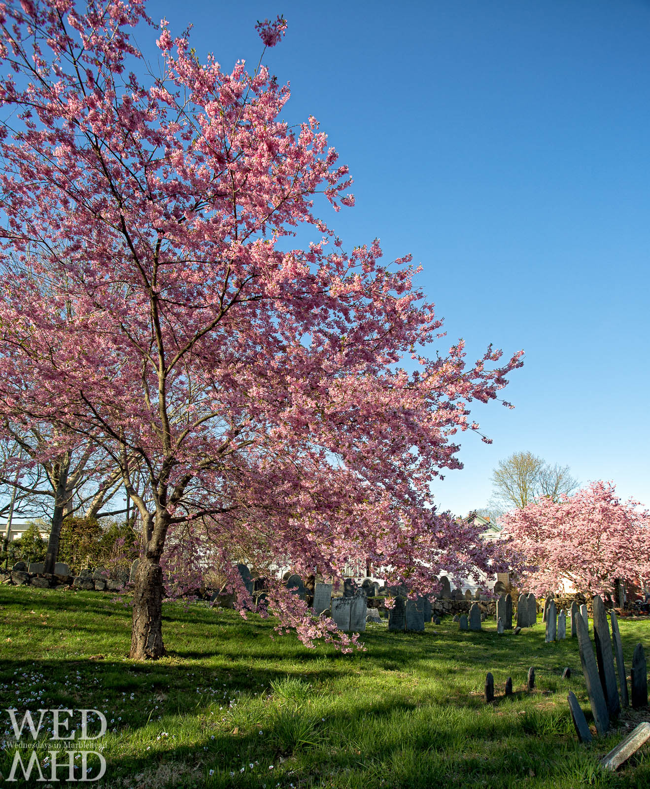 The Cherry Blossoms of Harris Street Cemetery