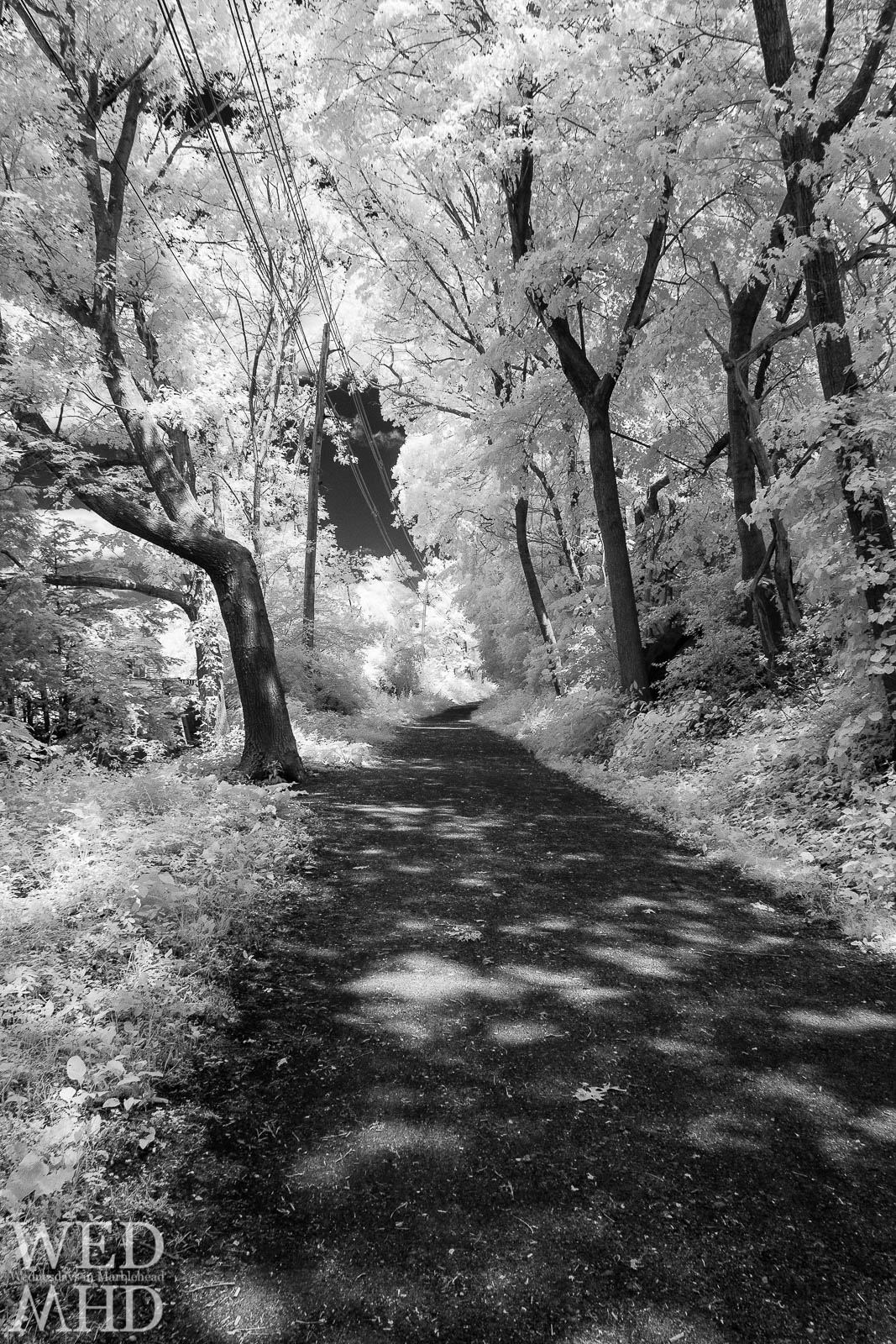 Infrared Marblehead – Along the Rail Trail