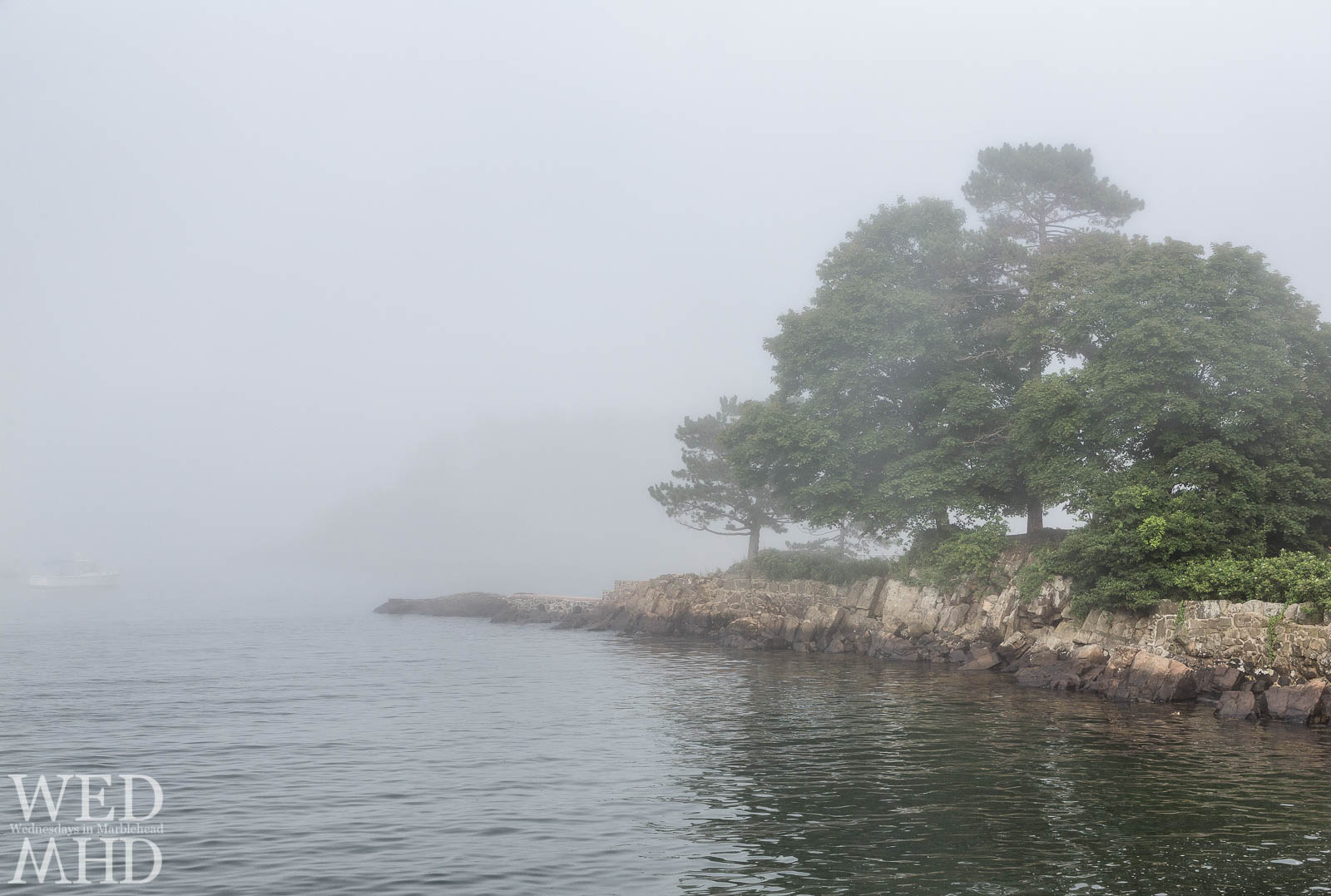trees in the fog along little harbor