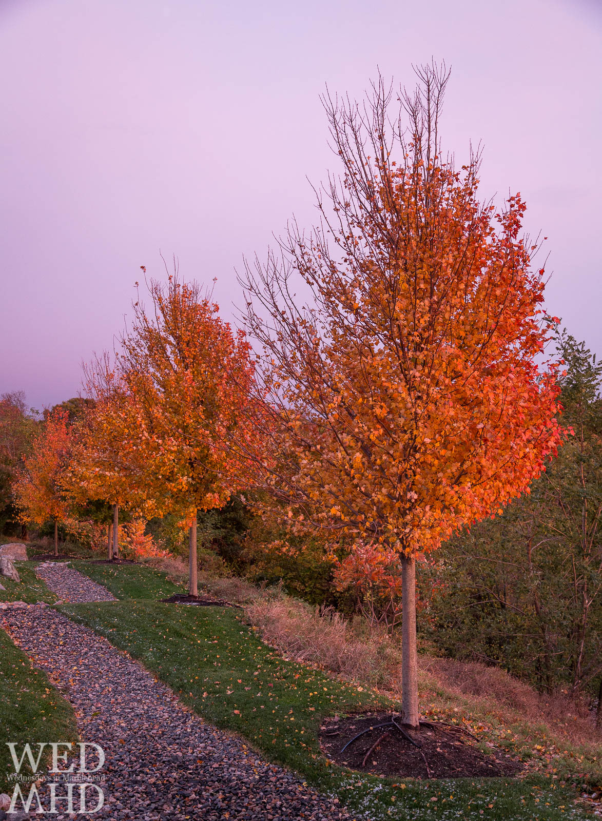 Young Trees showing Peak Color under a Purple Sky