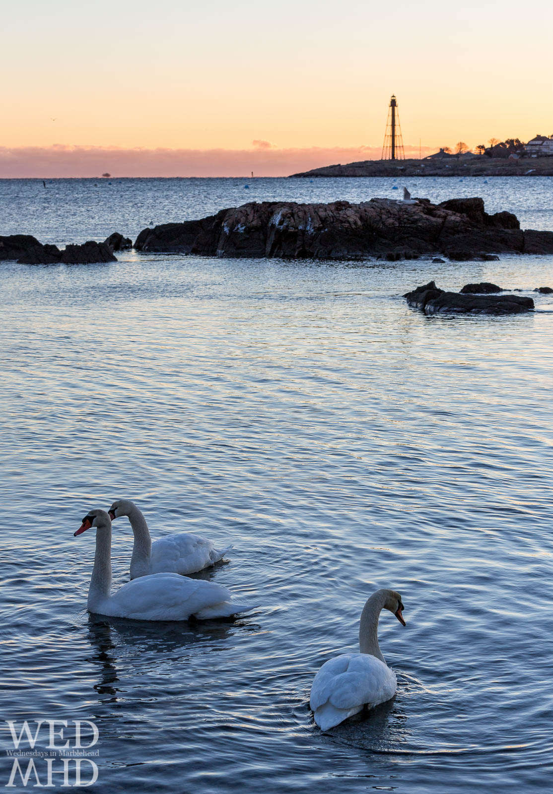 Swans swimming in the waters or Fort Beach in Marblehead