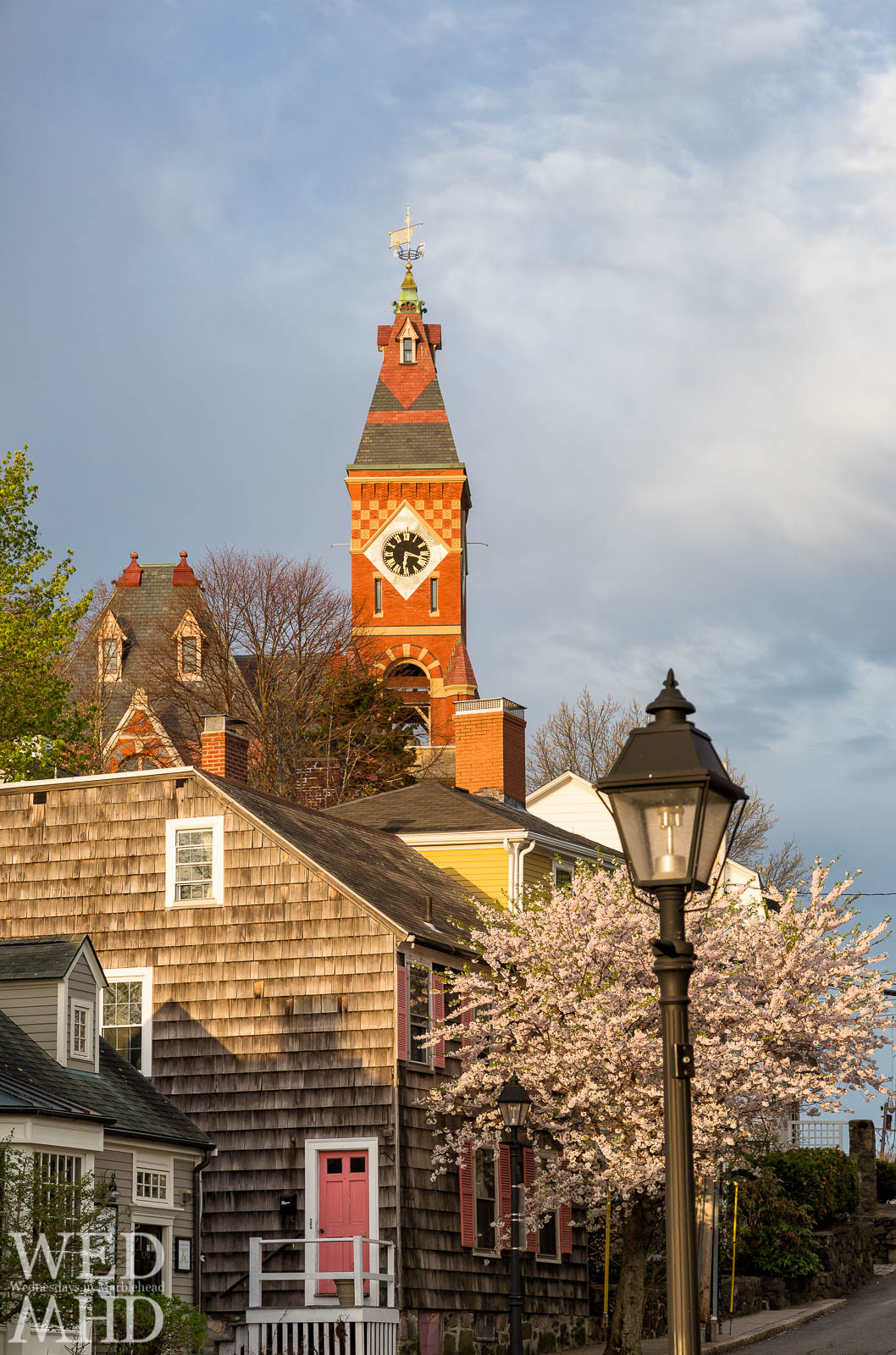 Morning light bathes the cherry blossoms at peak bloom on Washington Street