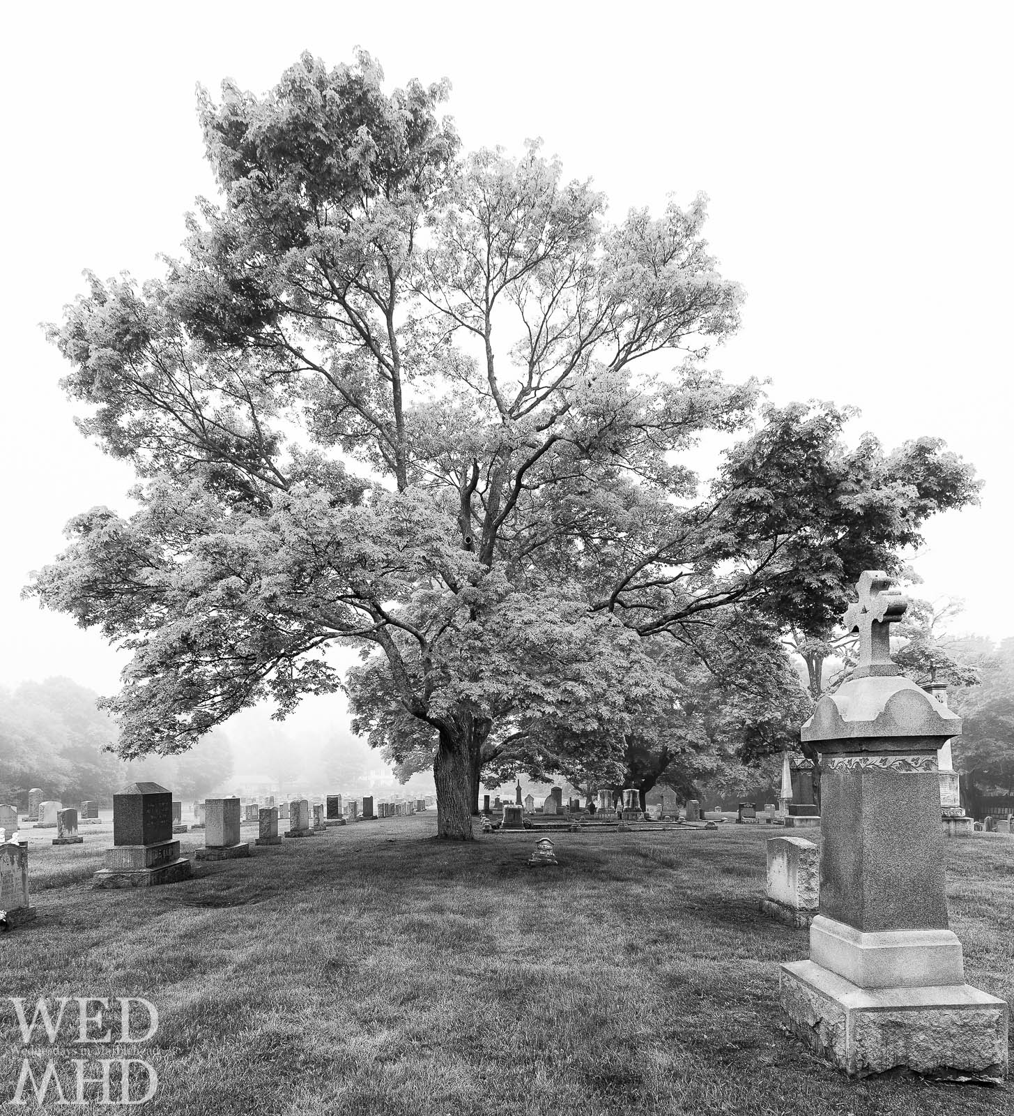 A large tree situated in the middle of the Star of the Sea cemetery is captured in this black and white image