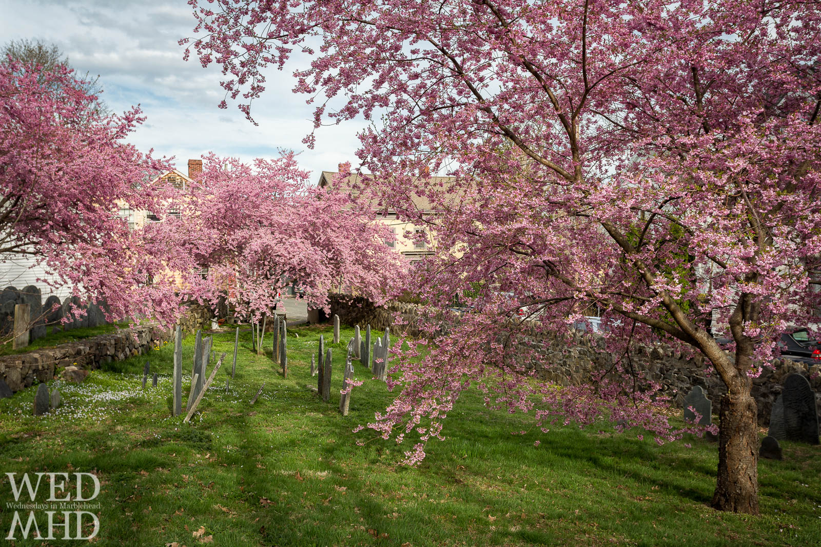 Remembering the blossoms at the Harris Street Cemetery during this Spring without flowers