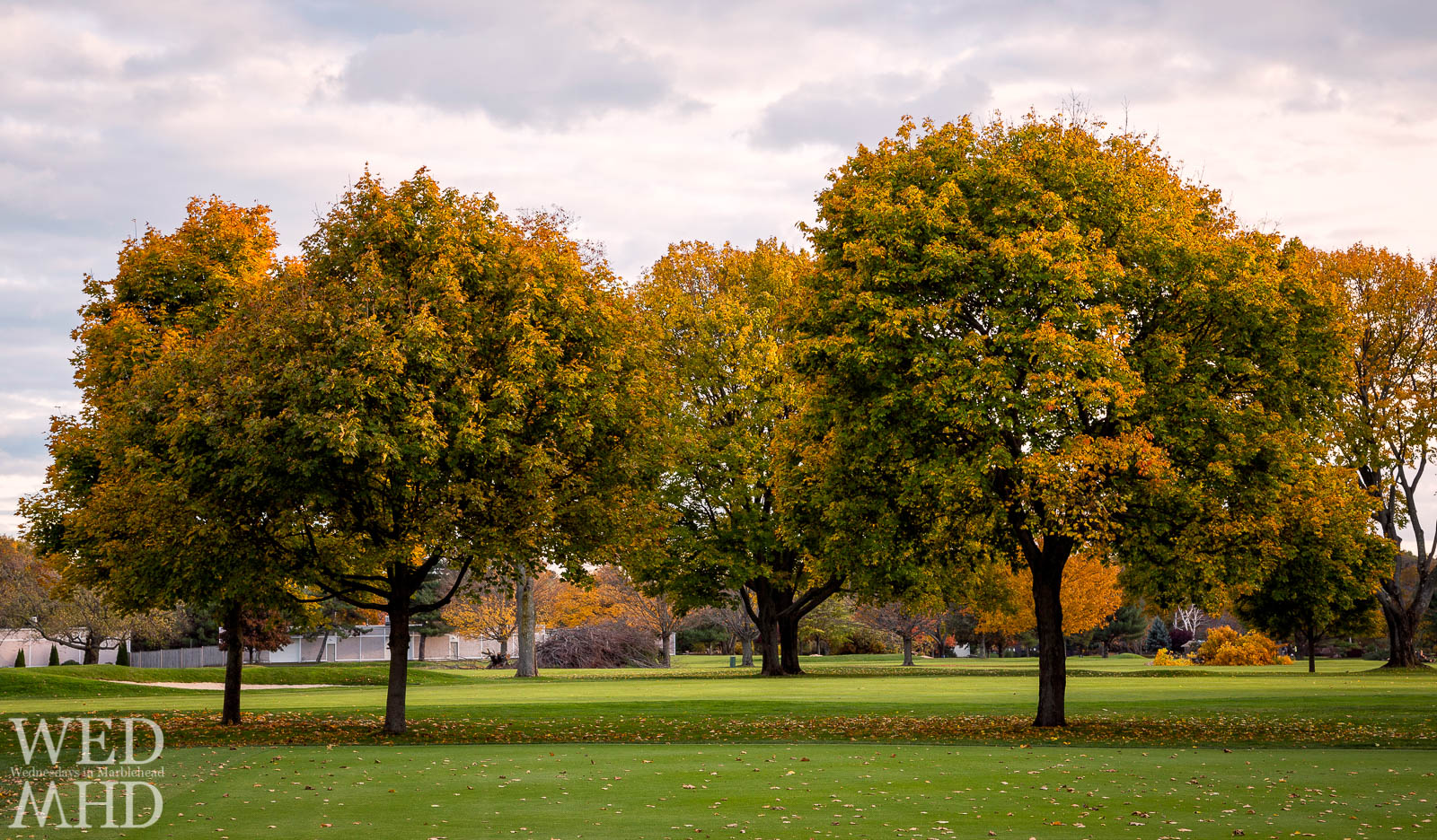 Fall colors at Tedesco Country Club are captured on a grove of trees