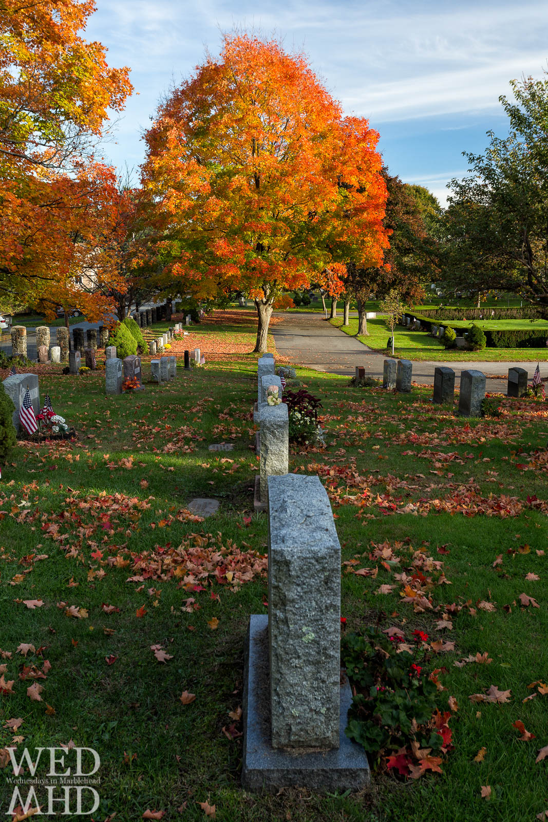 Granite tombstones lead towards a brilliant tree with foliage lit by the setting sun at Waterside Cemetery