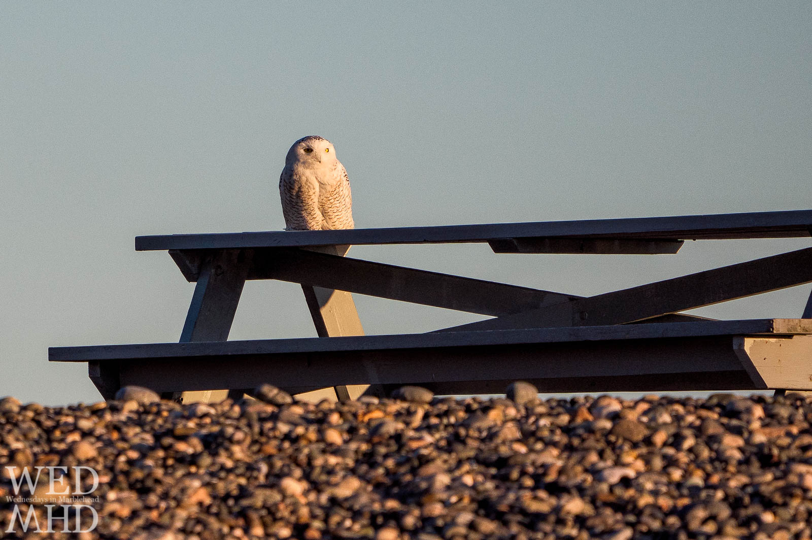 A snowy owl perches on a familiar picnic table in Marblehead